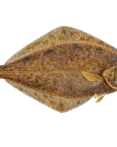 Kveite